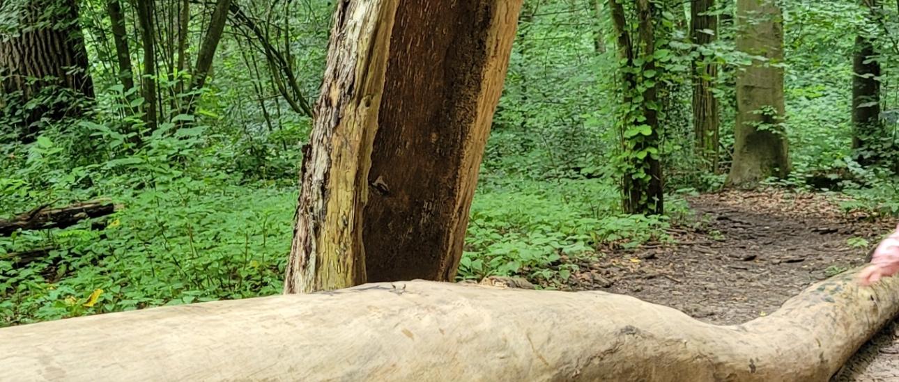 Der Kindergarten St. Laurentius startet zu seiner ersten Waldwoche. Schlechtes Wetter gibt es nicht, wir haben ja Regenkleidung.