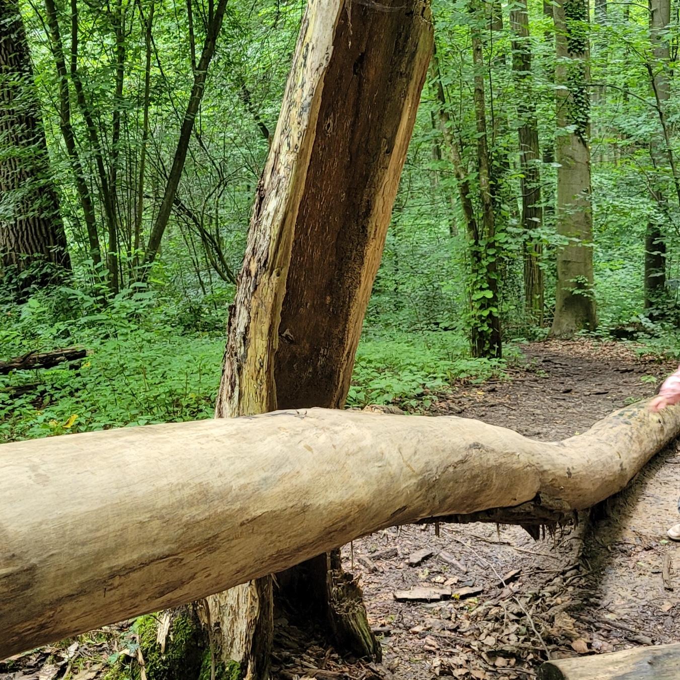 Der Kindergarten St. Laurentius startet zu seiner ersten Waldwoche. Schlechtes Wetter gibt es nicht, wir haben ja Regenkleidung.