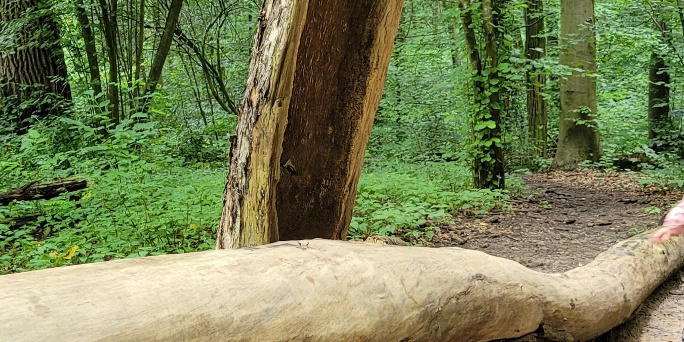 1. Waldwoche 2024