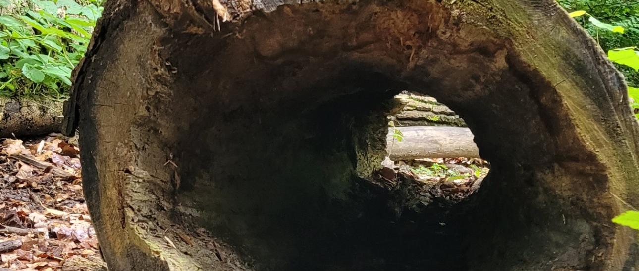 Über Stock und Stein hüpfen wir, auf umgekippten Baumstämmen balancieren wir und durch einen ausgehölten Baum kriechen wir hindurch.