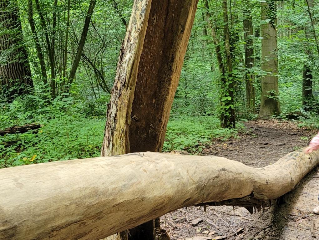 Der Kindergarten St. Laurentius startet zu seiner ersten Waldwoche. Schlechtes Wetter gibt es nicht, wir haben ja Regenkleidung.
