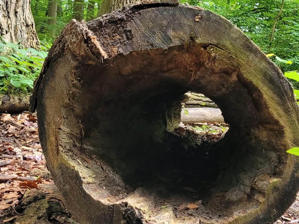 Über Stock und Stein hüpfen wir, auf umgekippten Baumstämmen balancieren wir und durch einen ausgehölten Baum kriechen wir hindurch.
