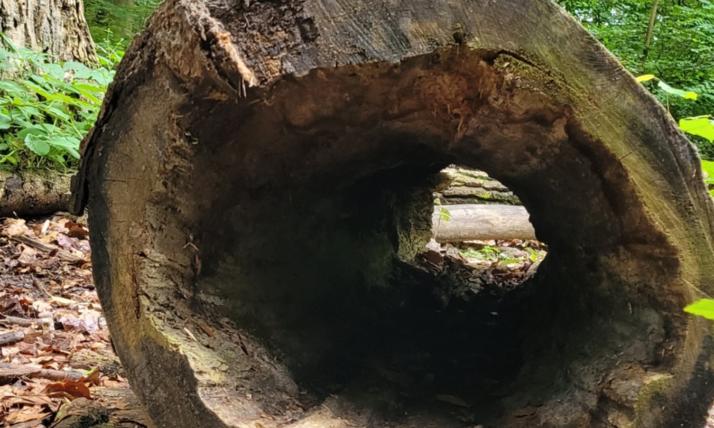 Über Stock und Stein hüpfen wir, auf umgekippten Baumstämmen balancieren wir und durch einen ausgehölten Baum kriechen wir hindurch.