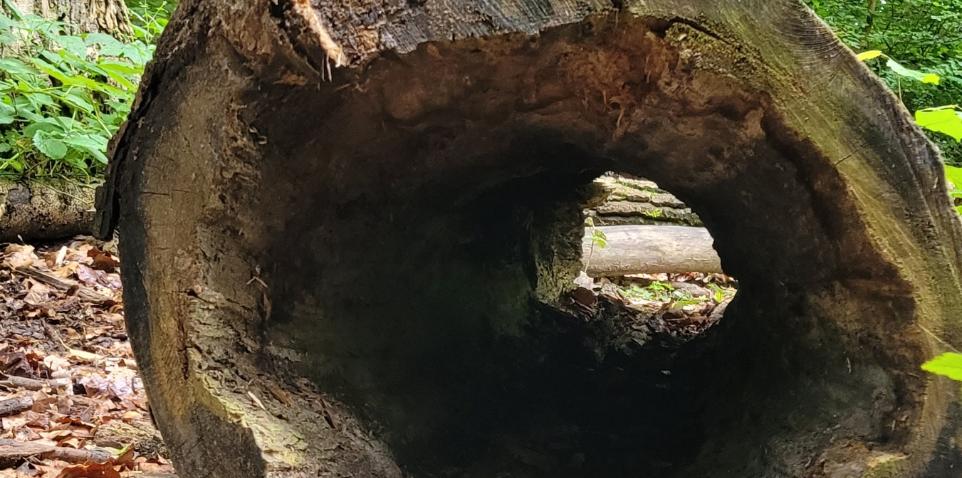 Über Stock und Stein hüpfen wir, auf umgekippten Baumstämmen balancieren wir und durch einen ausgehölten Baum kriechen wir hindurch.